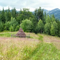 © Lakhesis | Dreamstime.com - Foggy Pine Tree Highland Forest And Hay Stacks. Carpathian, Ukraine Photo 