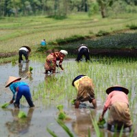 Women work in a rice paddy in Lombok, Indonesia © SarahTz via Flickr 