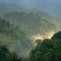 Forest of Gede Pangrango, Java, Indonesia. © Ricky Martin | Center for International Forestry Research (CIFOR). 