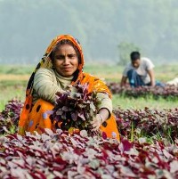  Two women collect leafy vegetables in Khulna, Bangladesh, 2014. ©IFPRI/Farha Khan 