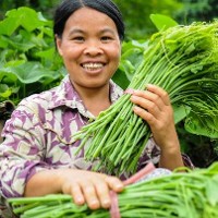 Farmer Hoa Bui grows chayote in Tan Lac District Vietnam. © Georgina Smith CIAT 