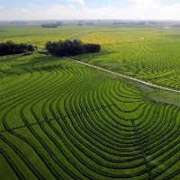 Rice paddies in Uruguay. © Neil Palmer | CIAT 