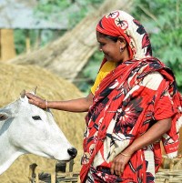 ©Akram Ali/CARE Bangladesh Strengthening the Dairy Value Chain (SDVC) project 