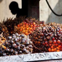 Oil palm, Cameroon. © Aline Soterroni 