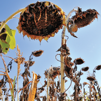 Sunflowers in drought in Italy, Carbo-Extreme 