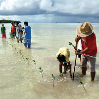 Planting mangrove seedlings as a classroom project in Funafala, Tuvalu. © David J. Wilson 