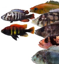 Colorful fish © UBC