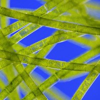  Microscopic view of green algae (Spirogyra) © Buccaneer | Dreamstime.com 