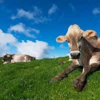 © Len4foto | Dreamstime.com - Brown Cows On Green Grass Pasture Photo 