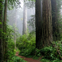 Forest path © Jay Beiler | Dreamstime.com 