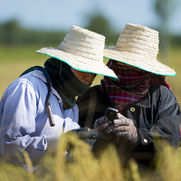 Rice farmers with mobile phone ID 28483235 © Mcpics | Dreamstime.com 
