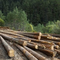 Photo of cut logs and forest in background © Pedro Antonio Salaverría Calahorra | Dreamstime.com 