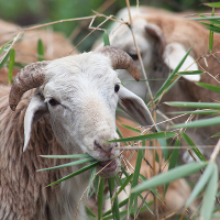 sheep eating - photo credit: International Livestock Research Institute 