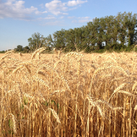 wheat field in austria ©IIASA 