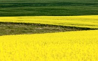 Canola Crop in Stewart Valley Saskatchewan Canada © Pictureguy66 | Dreamstime.com 