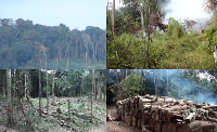 From top left clockwise: shifting cultivation parcel in mature forest; biomass burning for forest clearing; timber extraction for charcoal production; clearing as a consequence of exploitation of a single tree (Copyright IIASA/ S. Pietsch) 