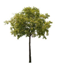 Photo of a tree, isolated on white background. 