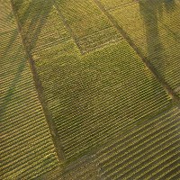 Aerial of crops © Dreamstime 