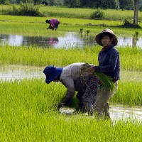 Rice farmers in Camobia, Tonale Sap. 10022744 © Dirk Ott | Dreamstime 