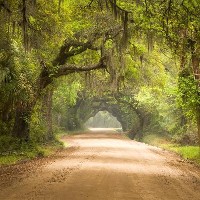 Charleston State forest, US © Daveallenphoto | Dreamstime.com 