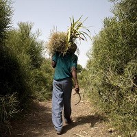 Farmer in Ethiopia © Giulio Napolitano/shutterstock 