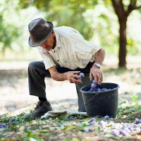 Senior man picking plums in an orchard at harvest time © Catalin Petolea/shutterstock 
