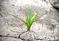 Plant in dry ground 