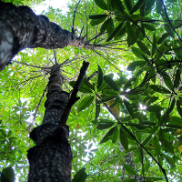 Mangrove forest from below: image credit: CIFOR: 