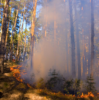 forest fire: © Sergey Matveev | Dreamstime.com 