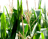 corn crop 
