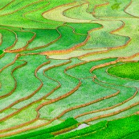 Rice fields © Degist | iStock