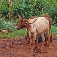 Livestock, Africa © prill | iStock