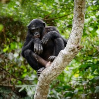 Ape, Congo © USO | iStock