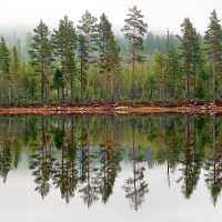 Swedish forest © PinkBadger | iStock