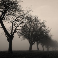 Trees in fog © tepic | iStock