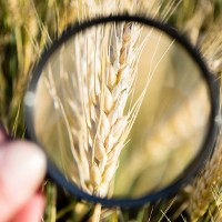 Wheat © Fodor90 | iStock