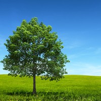 Tree, green grass, blue sky © cosmin4000 | iStock