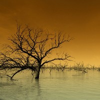 Tree on flooded ground © czardases | iStock