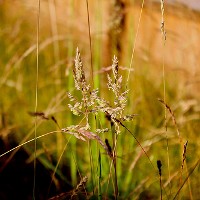 Crops © Mariam S | flickr Creative Commons License 