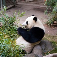 Panda eating bamboo © Ben Floro| flickr Creative Commons License 