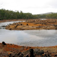 Deforestation © terrasprite | iStock