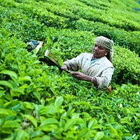 Tea crop, India © hadynyah | iStock