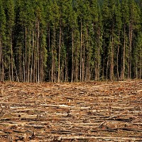 Deforestation © thevinman | iStock