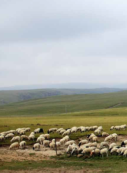 sheep on a foggy grass field 